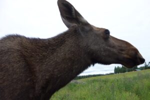 Hello from Storsjön in Sweden