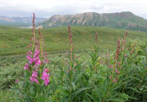 Hello from Denali National Park