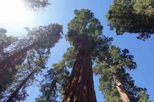 Hello from Sequoia National Park